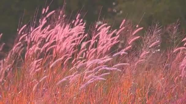 Czerwony trawa kwiaty huśtawka przez wiatr na łące i zachód słońca światło — Wideo stockowe
