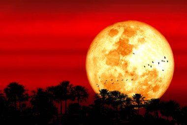 Süper Mısır kanlı ay ve siluet orman ağacı ve gece gökyüzünde uçan kuşlar, NASA tarafından döşenmiş bu görüntünün elementleri