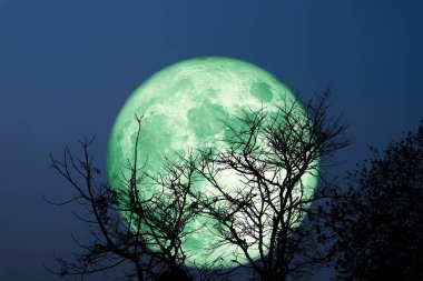 Süper Tahıl Yeşil Ay silueti gece gökyüzünde kuru ağaç, NASA tarafından döşenmiş bu görüntünün elementleri