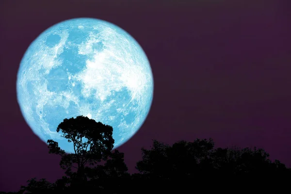 Cosecha Completa Luna Azul Silueta Árbol Superior Cielo Nocturno Elementos — Foto de Stock