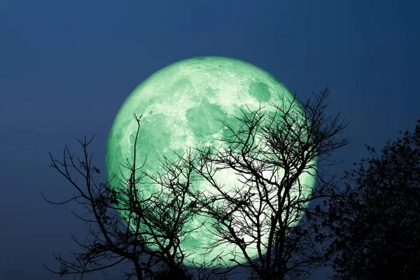 Super Grano Silueta Luna Verde Árbol Seco Cielo Nocturno Elementos —  Fotos de Stock