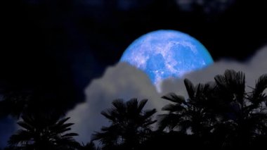 Gece gökyüzünde dolunay ve bulanık bulut hareket ediyor. Geçiş ve siluet eski palmiye ağaçları.