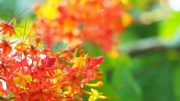 Asoka oder Saraca oder Sorrowless Baum Strauß rote Blumen bewegen und verschwimmen Garten. Diese Blüten werden als schleimnährendes Element gegessen und als Hustenmittel verwendet. Nahaufnahme. Ellipse — Stockvideo