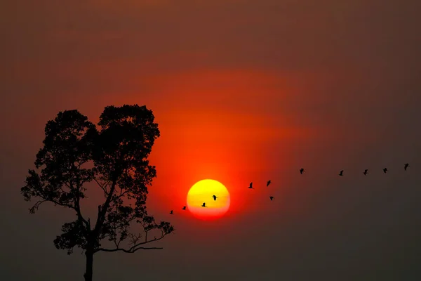 Sonnenuntergang Zurück Auf Silhouette Vögel Fliegen Nach Hause Und Baum — Stockfoto
