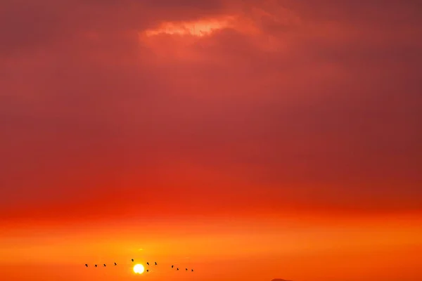 Puesta Sol Noche Sobre Pájaros Silueta Volando Cielo Rojo Anaranjado — Foto de Stock