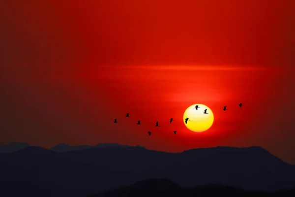 夜空に沈む夕日シルエットの山と赤い空を飛ぶ鳥 — ストック写真