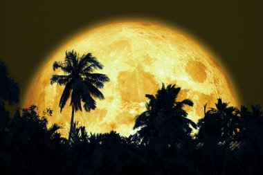 Karanlık gece gökyüzünde süper mersin balığı ayı ve siluet hindistan cevizi ağacı NASA tarafından desteklenen bu görüntünün elementleri