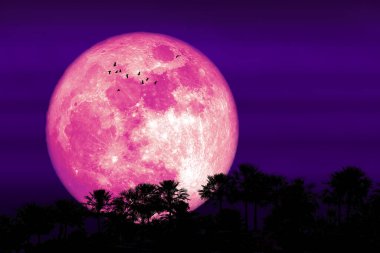 Süper Mısır Pembe Ay ve siluet orman ağacı ve gece gökyüzünde uçan kuşlar NASA tarafından döşenmiş bu görüntünün elementleri.