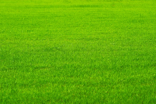 サッカー場の自然緑の新鮮な草を背景に 農地や庭園を背景に自然や稲作の風景として空間をコピーし — ストック写真