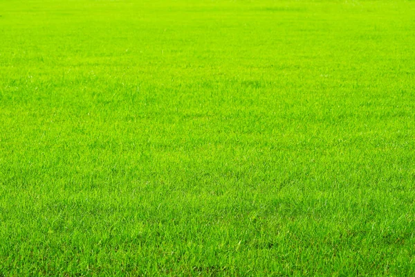 Natur Grönt Gräs Fältet Bakgrund Gård Eller Trädgård Och Kopiera — Stockfoto