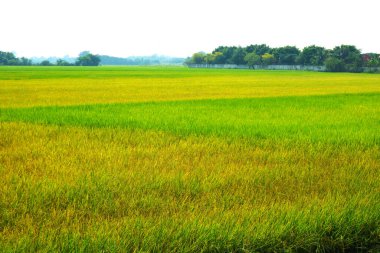 yeşil ve altın tarımı yasemin pirinç çiftliği ve yumuşak sis sabah mavi gökyüzü beyaz bulut arka planı