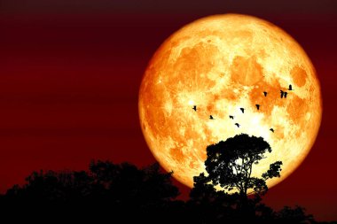 Süper hasat kanlı ay silueti ağacın tepesinde ve gece kızıl gökyüzünde uçan kuşlar, NASA tarafından döşenmiş bu görüntünün elementleri.