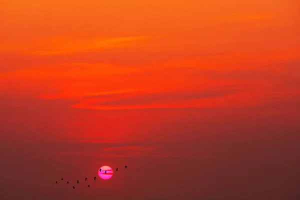 beautiful magenta sunset and silhouette of birds fly away home cloud orange sky background