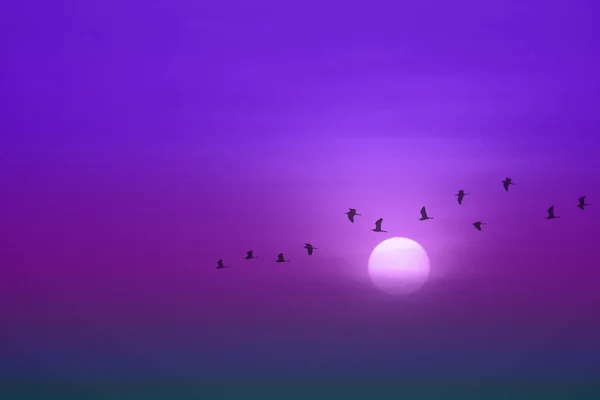 beautiful purple violet sunset and silhouette of birds fly passing sun and blur sky background