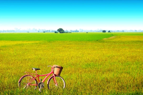 Güzel Tarımsal Yasemin Pirinç Çiftliği Sabah Mavi Gökyüzü Beyaz Bulut — Stok fotoğraf