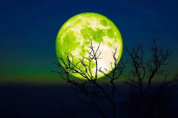 Luna Verde Cebada Llena Árboles Secos Silueta Atardecer Cielo Azul —  Fotos de Stock