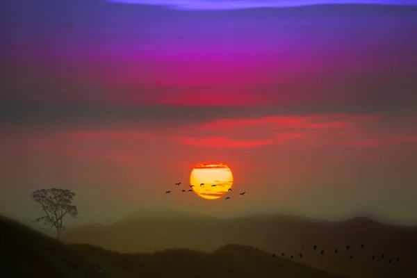 Sunset silhouette birds flying over dry trees in the night colorful sky and mountain background