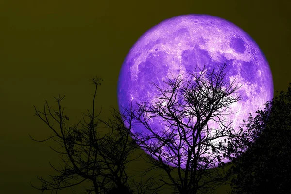 Super Grano Púrpura Luna Silueta Árbol Seco Cielo Nocturno Elementos —  Fotos de Stock