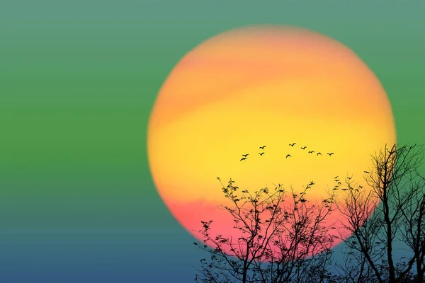 超级日落和轮廓的鸟儿在深蓝色的夜空中飞过干枯的树木 — 图库照片