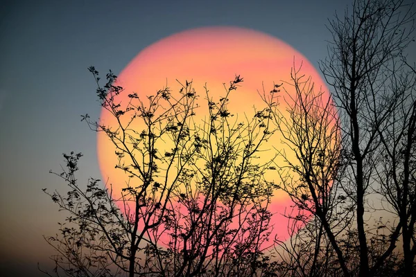 Pôr Sol Super Pássaros Silhueta Voando Sobre Árvores Secas Céu — Fotografia de Stock