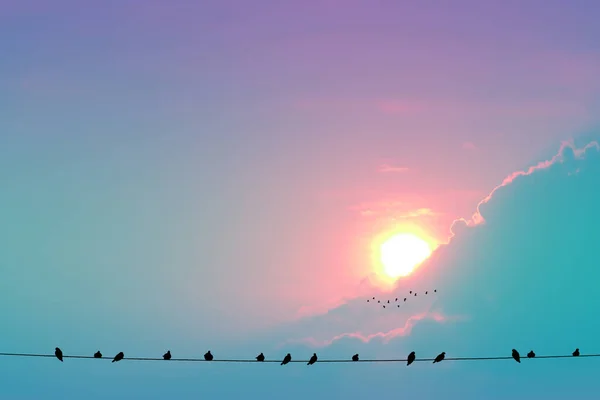 Solnedgång Kvällen Ljus Pastell Moln Himlen Och Fåglar Hänga Elnätet — Stockfoto