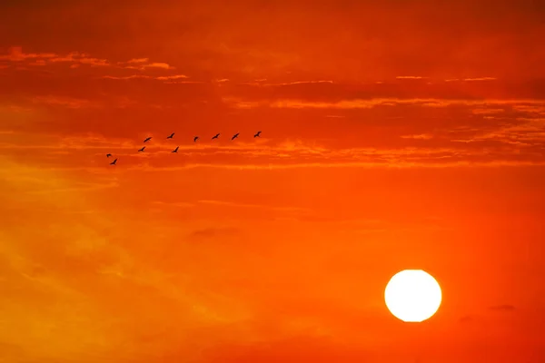 Sonnenuntergang Abend Orange Rote Dunkle Wolken Himmel Und Zehn Vögel — Stockfoto