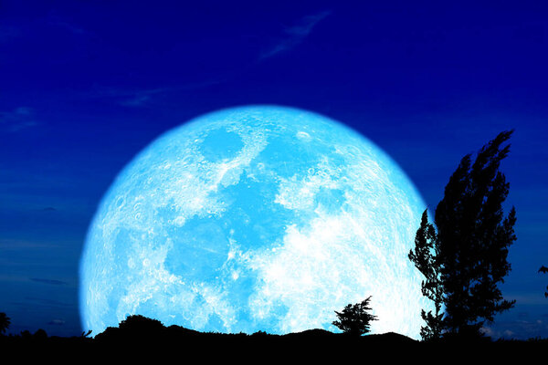 Super harvest blue moon and silhouette pine trees in the night sky, Elements of this image furnished by NASA