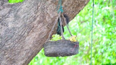 Siyah sincap sepetteki meyveleri yer, ağaca asılır.