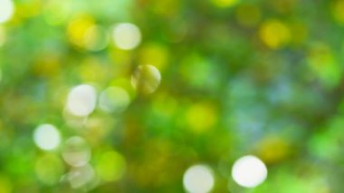 Bahçedeki bulanık yeşil yapraklar 1