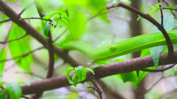 Body of Oriental whipsnake slow moving on branch between in the leaves in garden — Stock Video