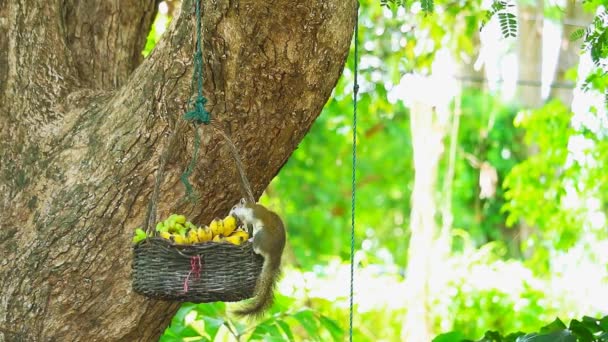 Braunes Eichhörnchen frisst Früchte im Korb hängt am Baum — Stockvideo