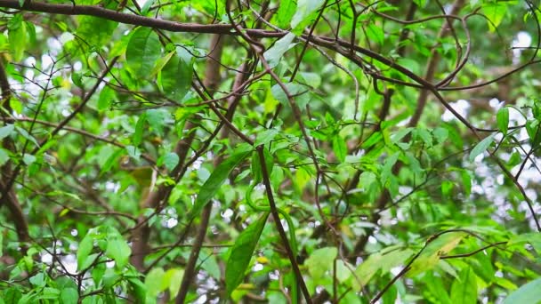 Couleuvre à nez mince se déplaçant entre les feuilles dans le jardin — Video