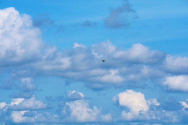 açık mavi gökyüzünde uçan bir kuş okyanusta beyaz bulut yığını