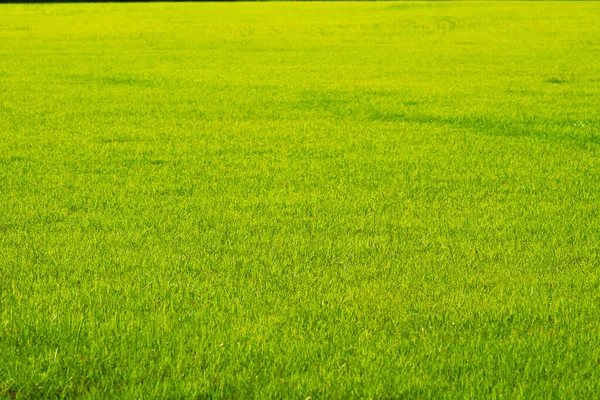 Natura Verde Erba Gialla Sullo Sfondo Del Campo Fattoria Giardino — Foto Stock