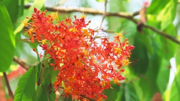 Asoka or Saraca or Sorrowless tree bouquet red flowers moving and blur garden. These flowers are eaten as a phlegm nourishing element, used as cough medicine. Close-up. Ellipsis — Stock Video