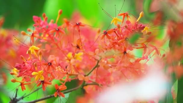 Asoka vagy Saraca vagy Szomorú fa csokor vörös virágok mozgó és elmosódott kert. Ezeket a virágokat falatozó elemként fogyasztják. A kéreg és a gyökér vérfrissítőként van megfőzve.. — Stock videók