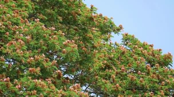 Raintree tem flores cor-de-rosa pleno florescimento e fundo céu azul na temporada de outono — Vídeo de Stock