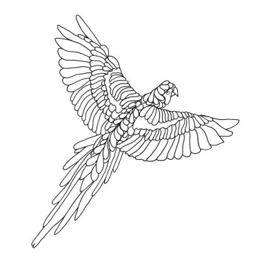 Zentangle stilize macaw papağan. Dövme veya t-shirt için Kroki.
