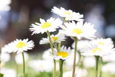 Daisy baharın ilk günü gelmiş gibi bir ay papatya ve sarı gözleri ve kadınsı verilen bir 