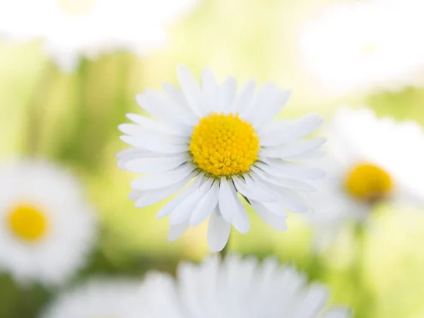 Daisy Tavasz Első Napján Úgy Néz Mint Egy Hold Daisy — Stock Fotó