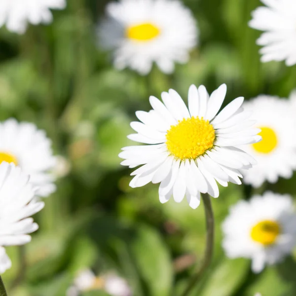 Daisy Jest Pierwszy Dzień Wiosny Wyglądają Jak Daisy Księżyc Żółte — Zdjęcie stockowe