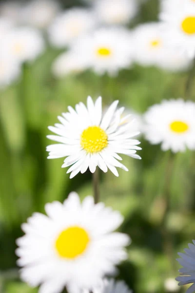 Daisy Tavasz Első Napján Úgy Néz Mint Egy Hold Daisy — Stock Fotó