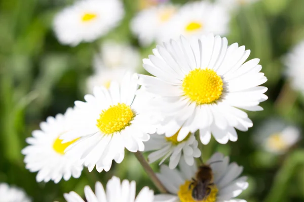 Gänseblümchen Ist Der Erste Frühlingstag Der Aussieht Wie Ein Mondgänseblümchen — Stockfoto