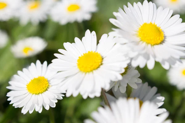 Daisy Jest Pierwszy Dzień Wiosny Wyglądają Jak Daisy Księżyc Żółte — Zdjęcie stockowe