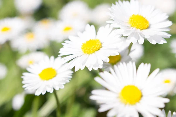 Margarida Primeiro Dia Primavera Olhar Como Uma Margarida Lua Olhos — Fotografia de Stock