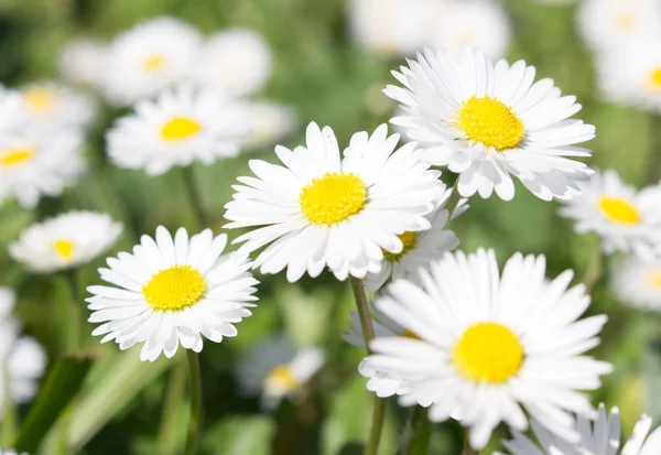 Gänseblümchen Ist Der Erste Frühlingstag Der Aussieht Wie Ein Mondgänseblümchen — Stockfoto