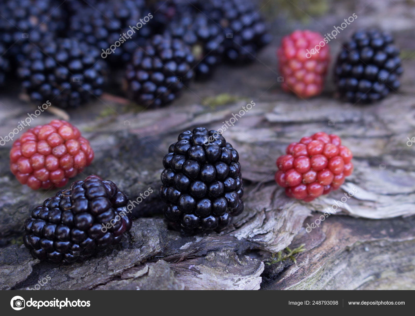Benefits Blackberries Hair Health Fruit Deep Purple Color Smooth