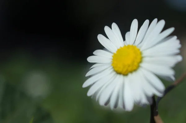 Daisy persistent and widespread growth, heralding the arrival of spring to our gardens, has resulted in children using its flowers to make necklaces and adults desperately trying to rid \'weed\'.