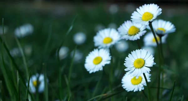 Daisy Persistent Widespread Growth Heralding Arrival Spring Our Gardens Has — Stock Fotó