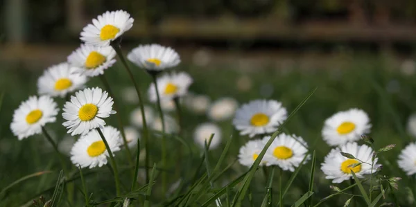 Daisy Persistent Widespread Growth Heralding Arrival Spring Our Gardens Has — Stock Fotó